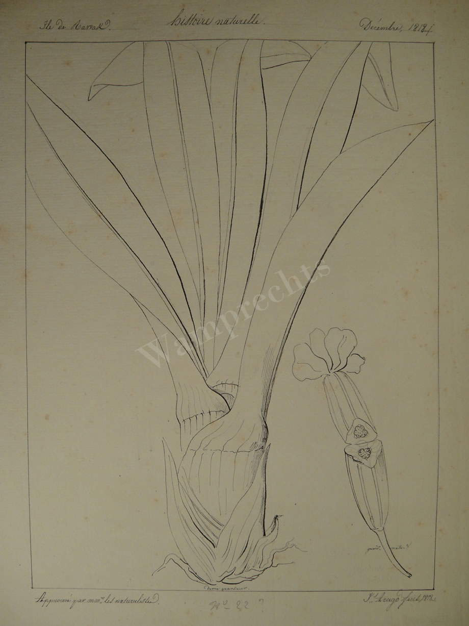 Botanical Ink Wash Drawings, Jacques Arago