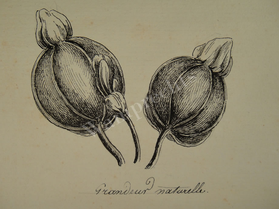 Botanical Ink Wash Drawings, Jacques Arago