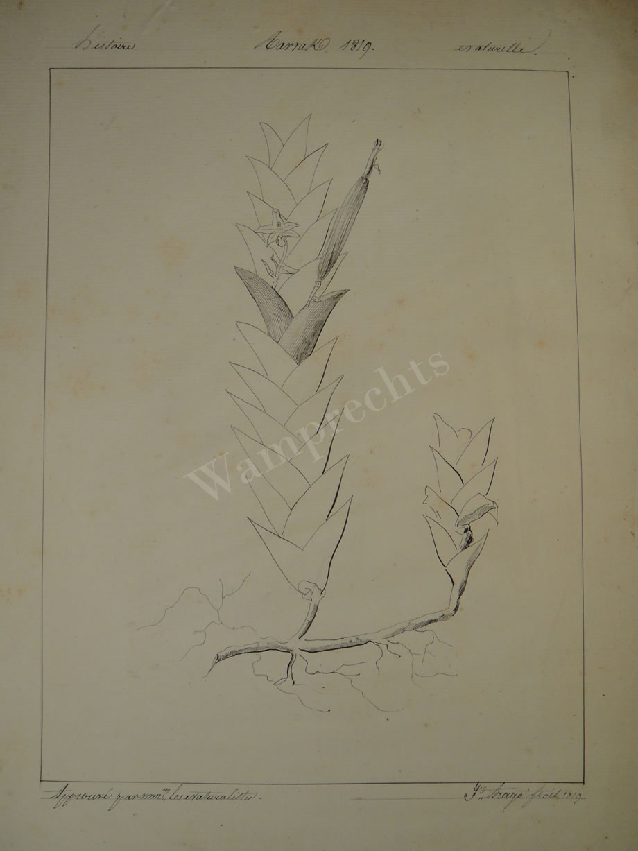 Botanical Ink Wash Drawings, Jacques Arago