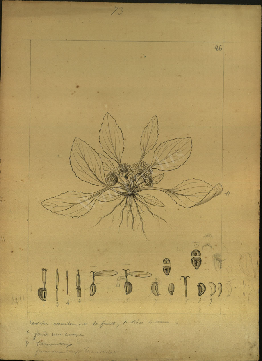 Botanical Drawings of A. Poiret