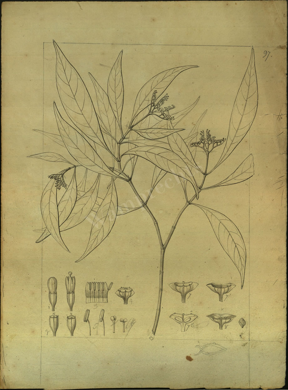 Botanical Drawings of A. Poiret