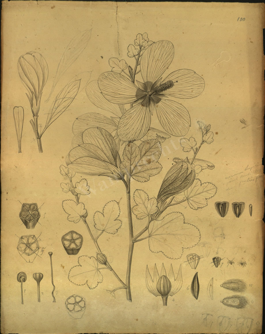 Botanical Drawings of A. Poiret