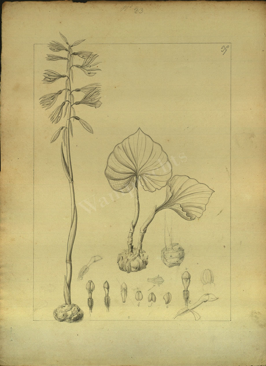 Botanical Drawings of A. Poiret