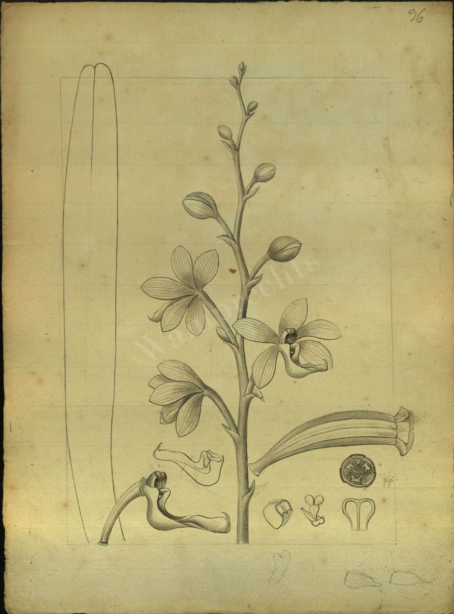 Botanical Drawings of A. Poiret