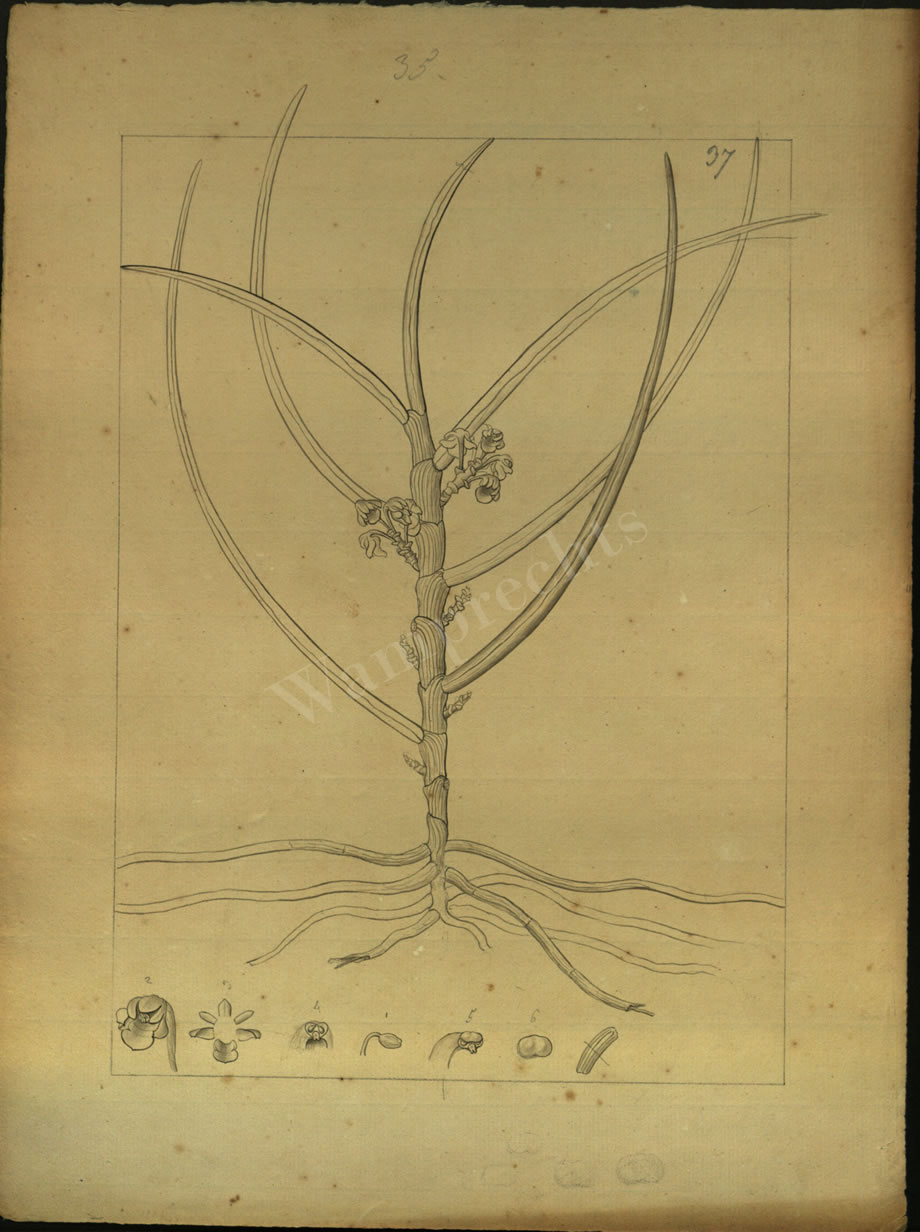 Botanical Drawings of A. Poiret