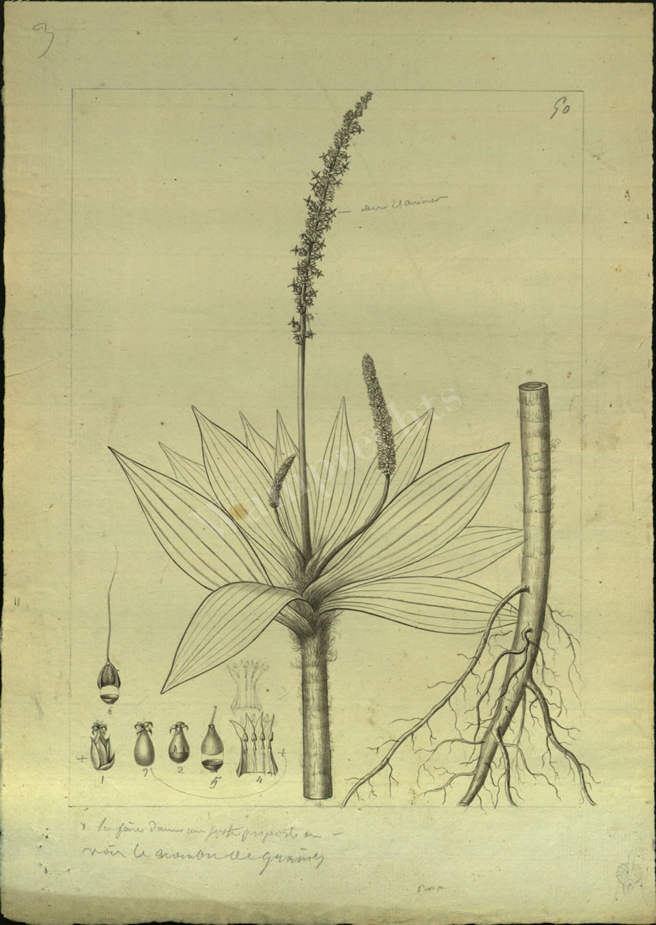 Botanical Drawings of A. Poiret