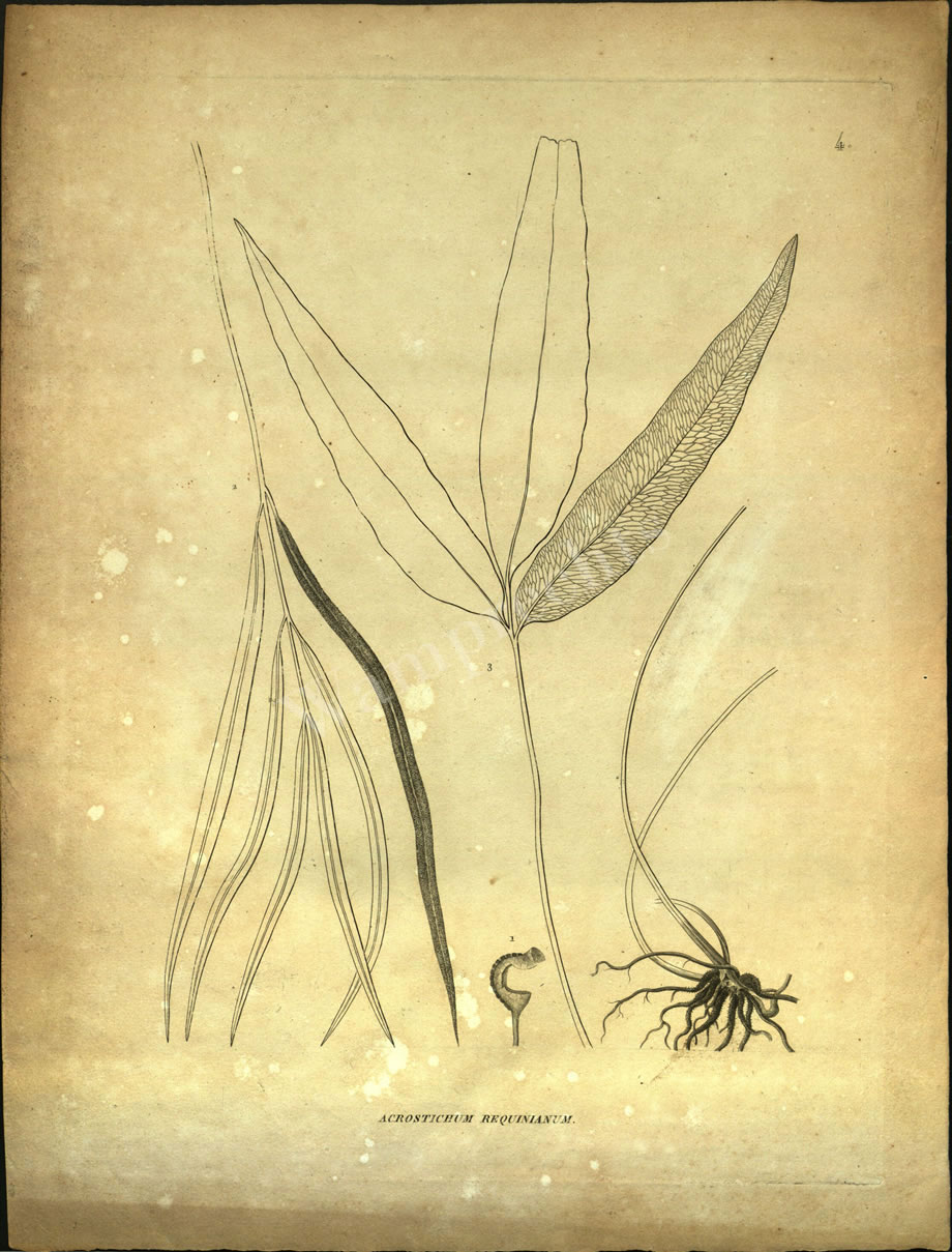 Botanical Engravings of A. Poiret