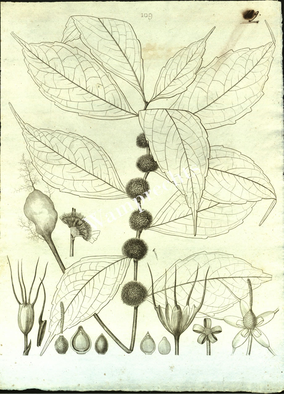 Botanical Engravings of A. Poiret