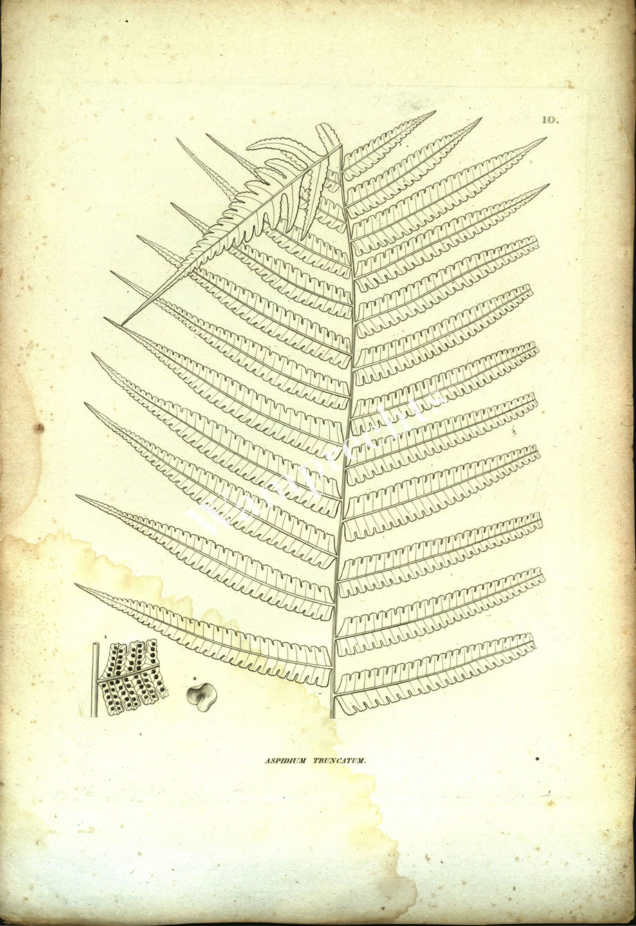 Botanical Engravings of A. Poiret