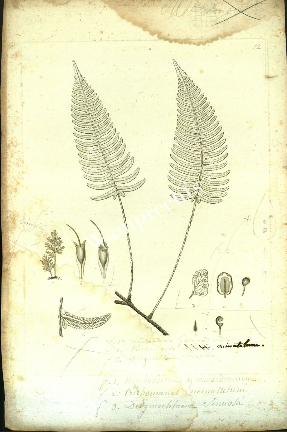 Botanical Engravings of A. Poiret