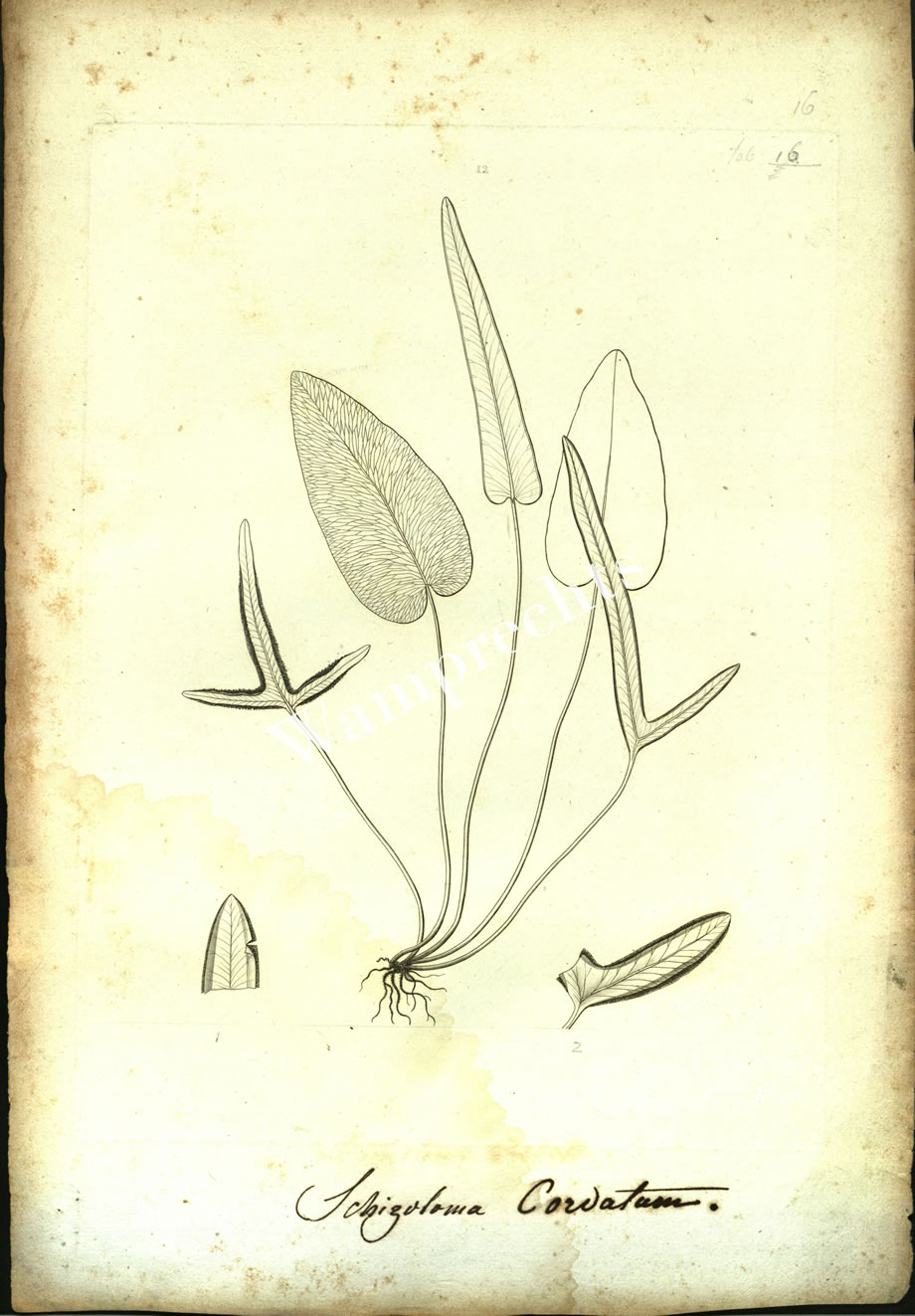 Botanical Engravings of A. Poiret