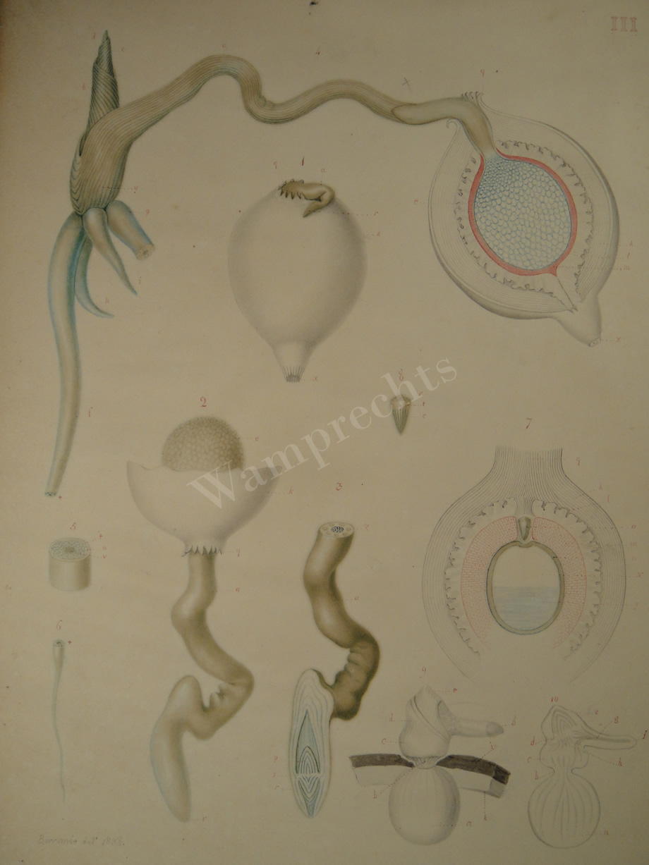Watercolors & Lithographs of Borromée