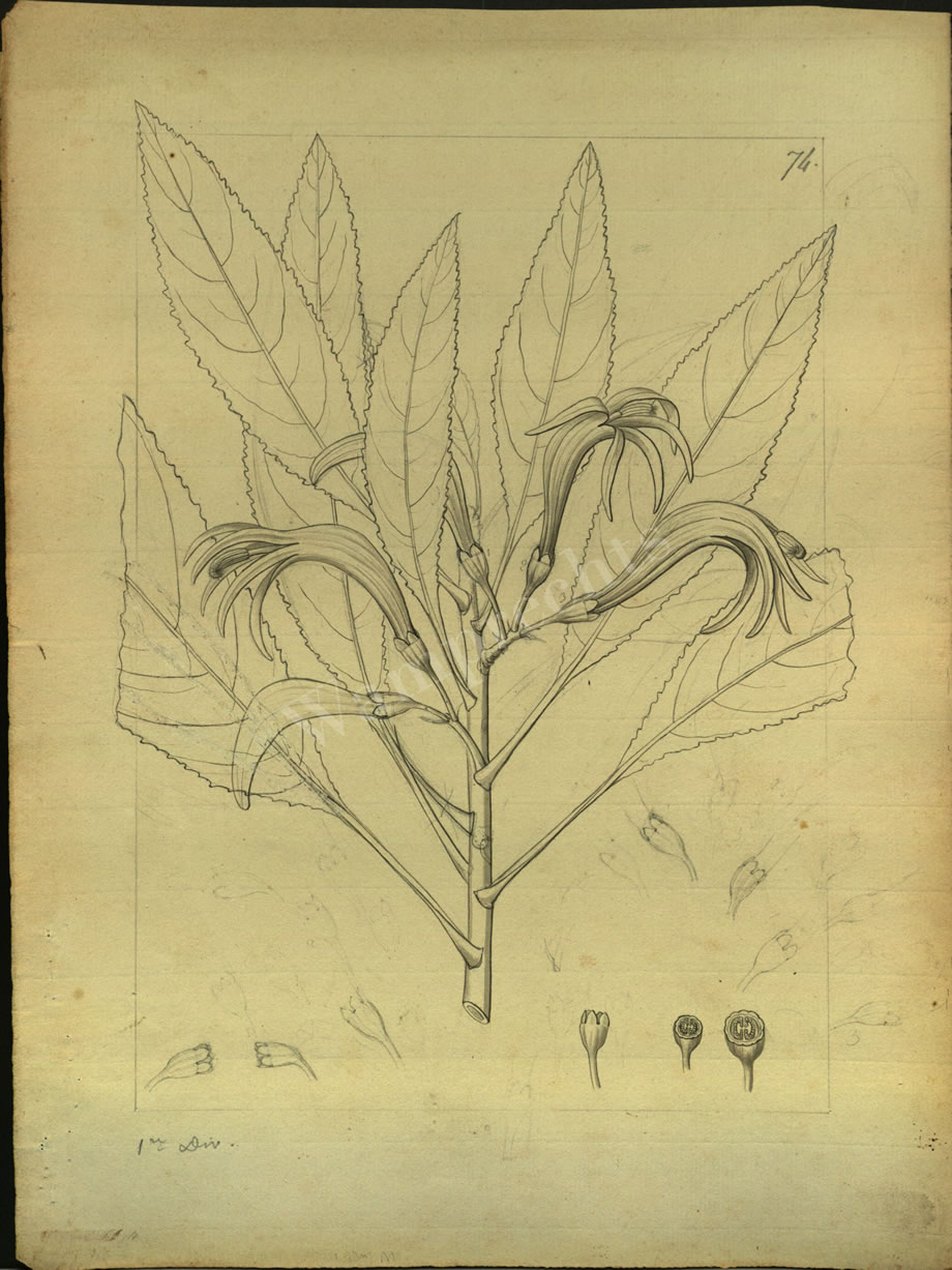 Botanical Drawings of A. Poiret