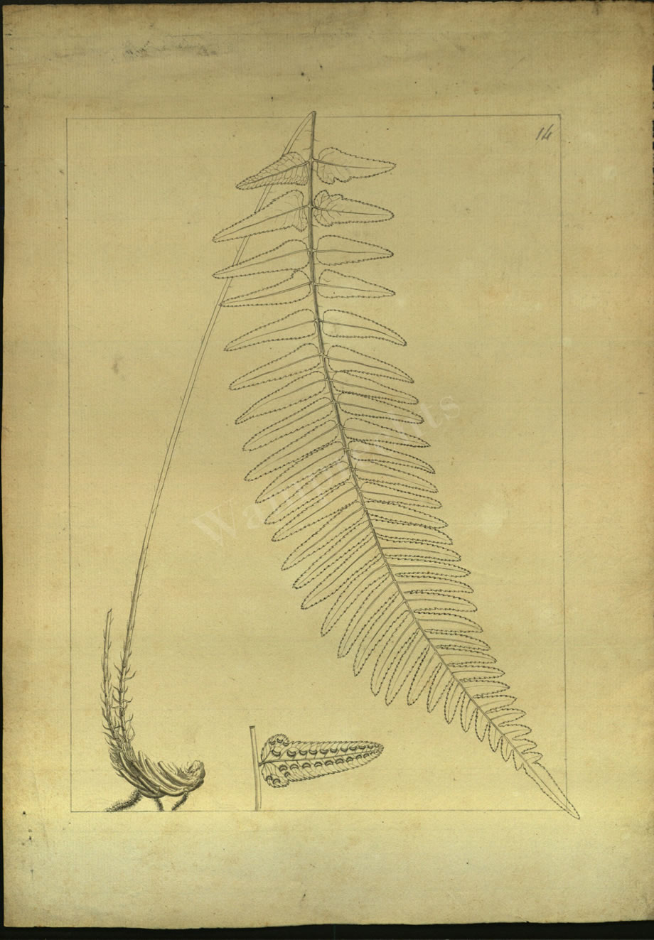 Botanical Drawings of A. Poiret