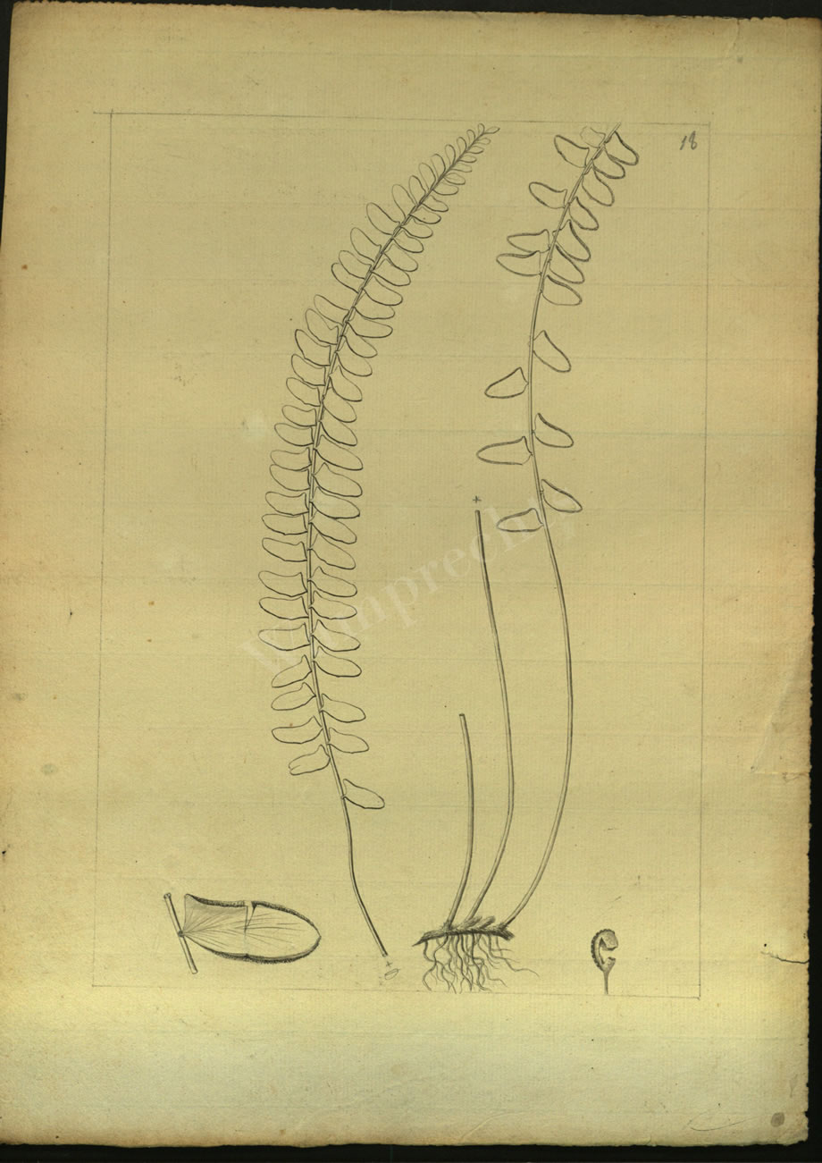 Botanical Drawings of A. Poiret