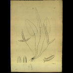 Botanical Drawings of A. Poiret