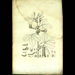 Botanical Engravings of A. Poiret