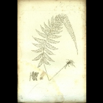 Botanical Engravings of A. Poiret