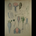 Watercolors & Lithographs of Borromée